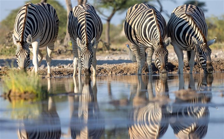 Namibia für Einsteiger ©Michael Forrer/istock